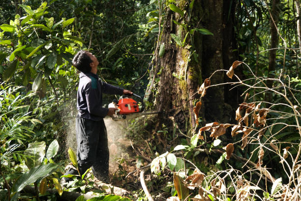 Professional Tree Services in Lakeport, TX