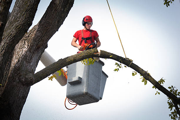 How Our Tree Care Process Works  in  Lakeport, TX